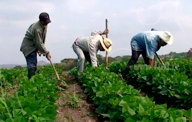  Seguro Agrícola